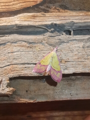 Choristostigma roseopennalis