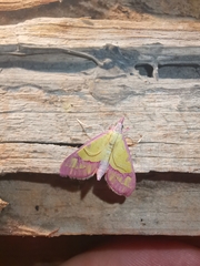 Choristostigma roseopennalis
