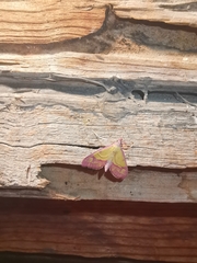 Choristostigma roseopennalis