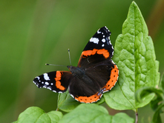 Vanessa atalanta