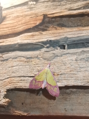 Choristostigma roseopennalis