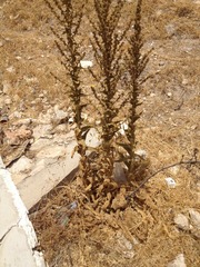 Verbascum sinaiticum