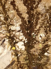 Verbascum sinaiticum