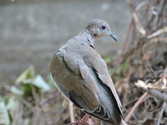 Zenaida asiatica