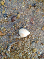 Anomalodiscus squamosus