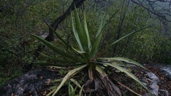 Agave albomarginata