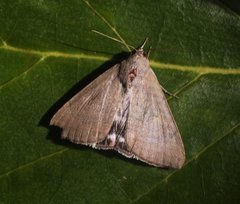 Achaea argilla