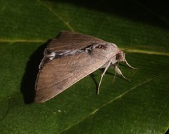 Achaea argilla