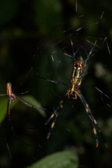 Trichonephila clavata
