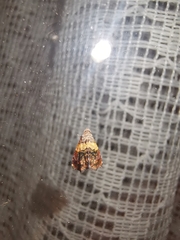 Tripudia balteata