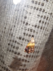 Tripudia balteata