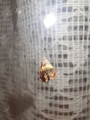 Tripudia balteata