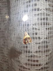 Tripudia balteata