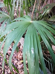 Trachycarpus fortunei