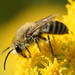 Cellophane Bees - Photo (c) aga-ma, some rights reserved (CC BY-NC), uploaded by aga-ma