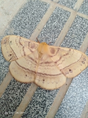 Eupterote discrepans