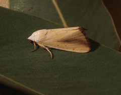 Xanthodes congenita