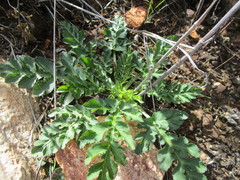 Lichtensteinia interrupta