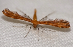 Stenodacma wahlbergi