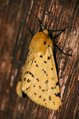 Eyralpenus testaceus