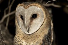 Tyto alba poensis