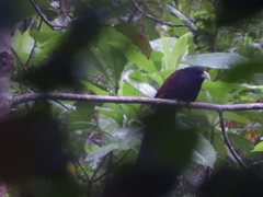 Centropus chlororhynchos