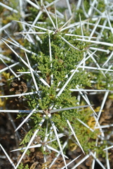 Ambrosia bryantii