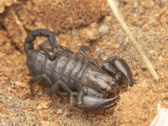 Opistophthalmus
