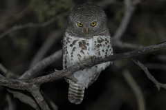 Glaucidium capense