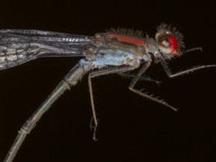 Pseudagrion sjoestedti