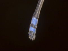 Pseudagrion sjoestedti