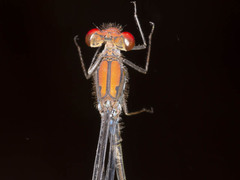 Pseudagrion sjoestedti