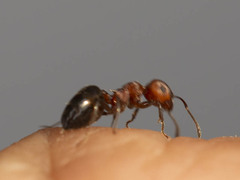 Atopomyrmex mocquerysi