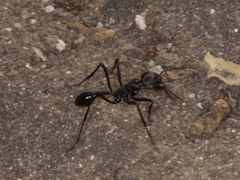 Ocymyrmex picardi