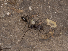Ocymyrmex picardi