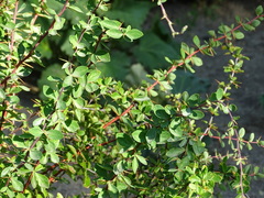 Berberis hispanica