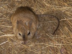 Gerbilliscus leucogaster