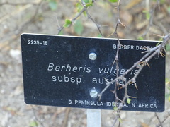 Berberis hispanica