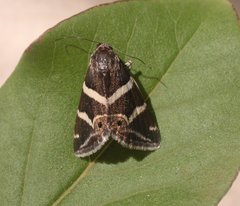 Grammodes pulcherrima