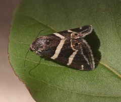 Grammodes pulcherrima