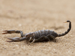 Opistophthalmus