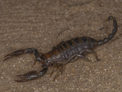 Opistophthalmus