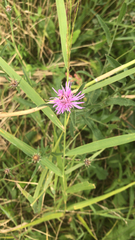 Centaurea jacea
