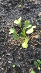 Raphanus sativus radicula