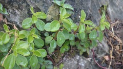 Peperomia liebmannii