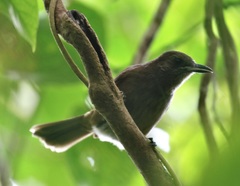 Clytorhynchus vitiensis
