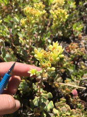 Sedum oregonense