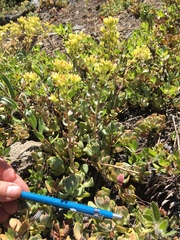Sedum oregonense
