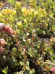 Sedum oregonense