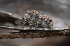 Maratus vespertilio